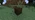 Dark Oak Wood Revision 1 Z