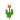 Tulipa Laranja