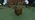 Jungle Wood Z