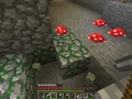 Rara ocorrência de um cogumelo crescendo em pedra com musgo em um calabouço.