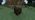 Dark Oak Wood Z