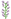 Roxa