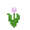 Pink Tulip