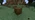 Jungle Wood Revision 1 Z