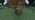 Acacia Wood X
