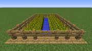 Wheat farm with fences