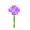 Allium