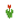 Tulipa Vermelha