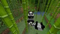 Um grupo de pandas comendo bambu, mostrado no MINECON Earth 2018.