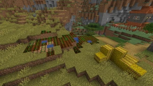 Gewächs Ackerpflanze