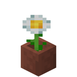 Eingetopfte Margerite