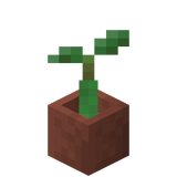 Eingetopfter Mangroven-Keimling