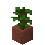 Eingetopfter Tropenbaumsetzling