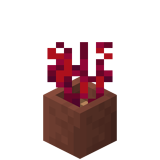 Eingetopfte Karmesinwurzeln