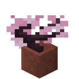 Eingetopfter Kirschsetzling