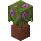 Eingetopfte blühende Azalee