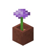 Eingetopfter Zierlauch