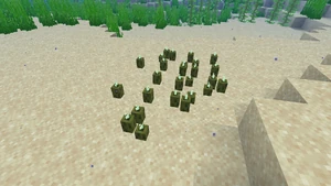 Gewächs Meeresgurke