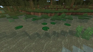 Gewächs Seerosenblatt