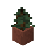 Eingetopfter Fichtensetzling