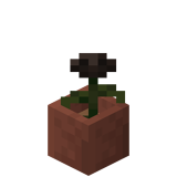 Eingetopfte Wither-Rose