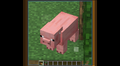 Ein mit einem Fernrohr vergrößertes Schwein