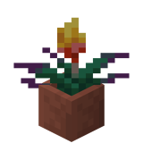 Eingetopfte Fackellilie