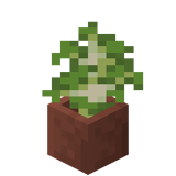 Eingetopfter Birkensetzling