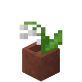 Eingetopftes Maiglöckchen