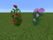 Blume Rosenstrauch und Pfingstrose PE