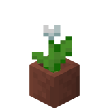 Eingetopfte weiße Tulpe