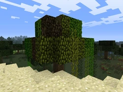 Un árbol situado al límite de una selva, un pantano y un desierto. Mostrando 3 tipos de hojas.