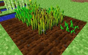 Como cultivar alimentos em Minecraft - Critical Hits