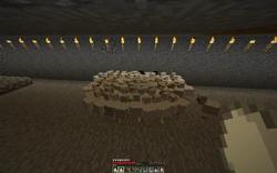 Cerca de 130 gallinas adultas en un círculo.