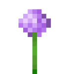 Allium