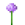 Allium