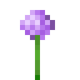 Allium