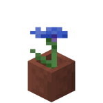 Bleuet en pot