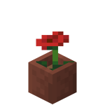 Coquelicot en pot