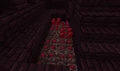Des verrues du Nether trouvées dans des ruines du Nether.