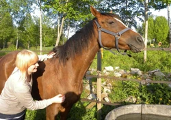Jeb a posté cette photo de cheval sur twitter, peu avant que la créature ne soit dévoilée.