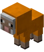 Bébé mouton orange