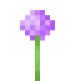 Allium TU