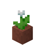 Tulipe blanche en pot