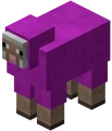 Mouton magenta