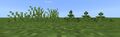 Grass and ferns in Pocket Edition have a randomly selected height.