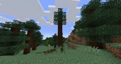 Pine in forest in taiga biome.