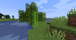 Sugar cane replaced leaves.