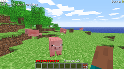A group of pigs.