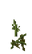 Pumpkin Stem Age 12 JE6.png